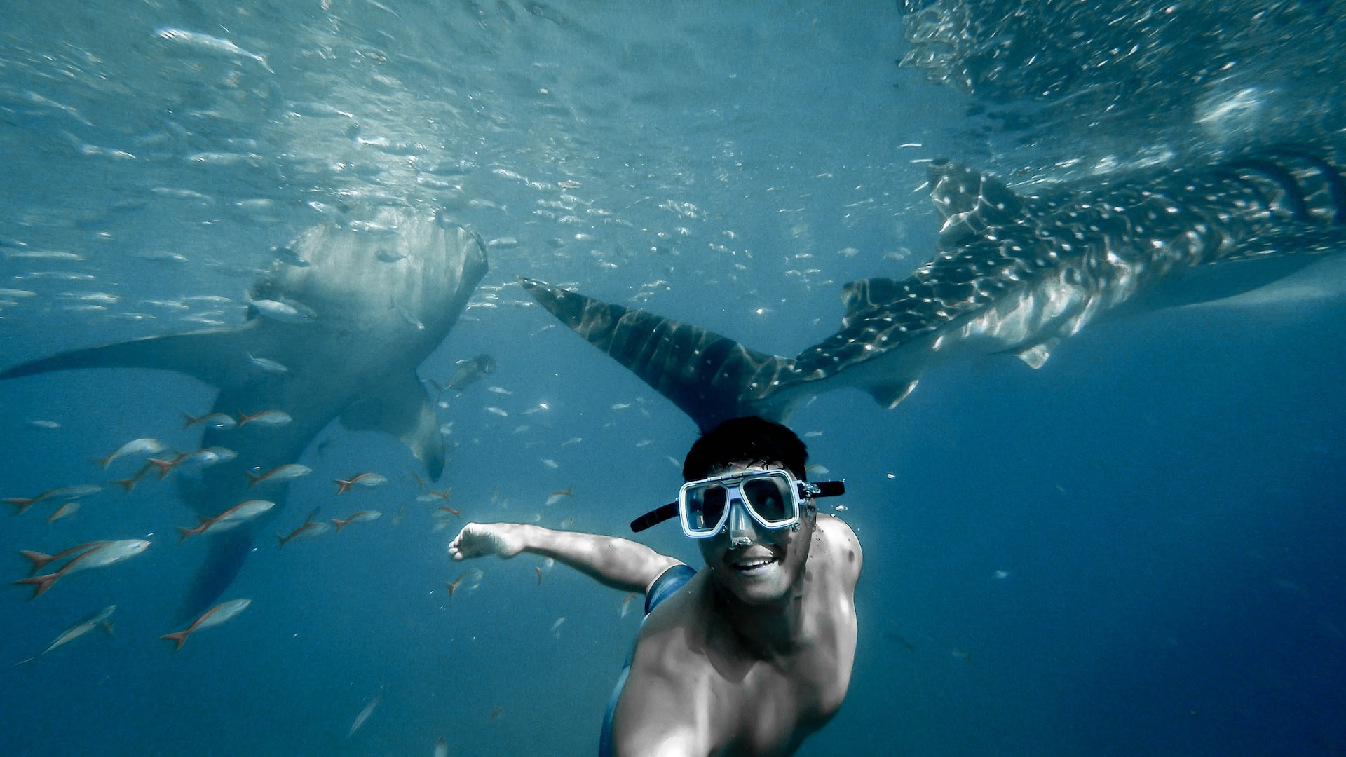 man swimming with whales